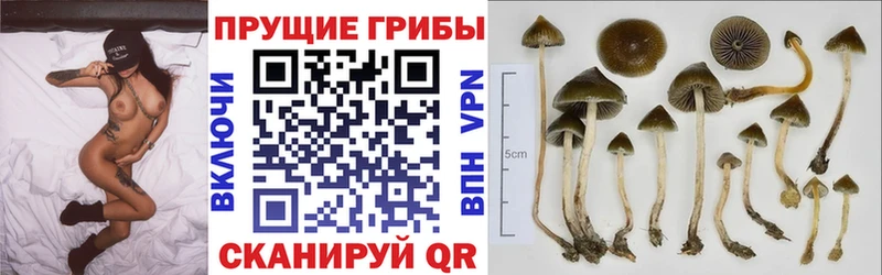 Галлюциногенные грибы мицелий МЕГА ТОР Кашин
